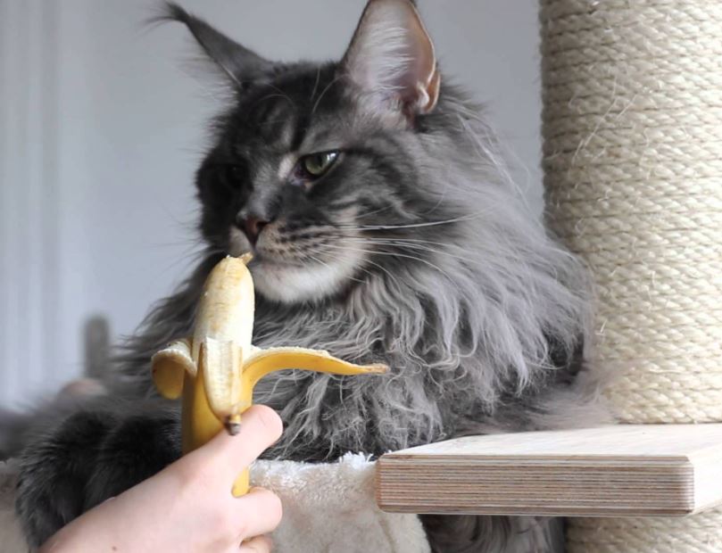 what human food can cat eat, what human foods can cat eat, human foods that cats can eat, human foods cats can eat, what kind of human foods can cat eat,