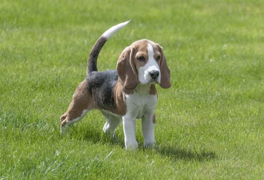 Beagle perfect dog breed in India, top 10 dog breeds in India with prices, most popular dog breeds in India, best dog breeds in India, famous dog breeds in India with prices, dog breed in India for homes