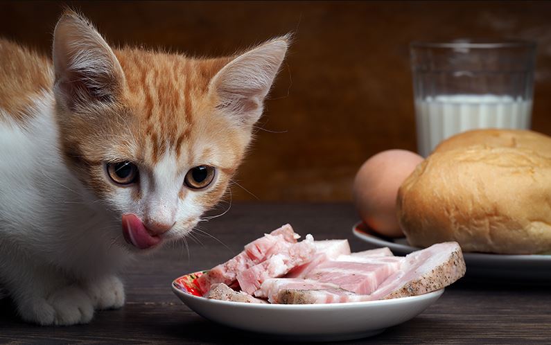 what human food can cat eat, what human foods can cat eat, human foods that cats can eat, human foods cats can eat, what kind of human foods can cat eat,