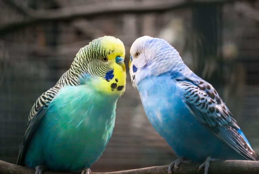 best pet birds in India, popular pet birds in India, famous pet birds in India, top 10 pet birds in India, beautiful pet birds in India, beautiful exotic pet birds in India