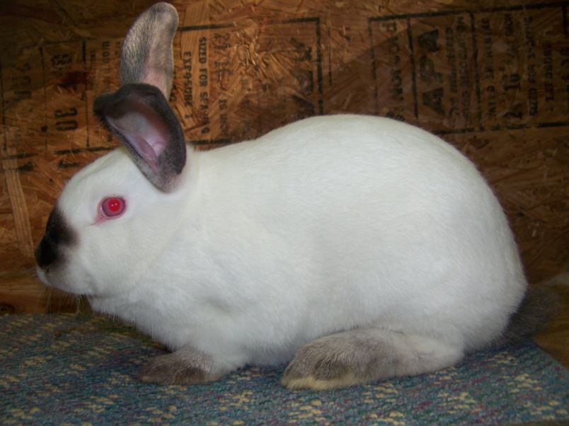 10 Best Pet Rabbit Breeds Available in India Pet Tips