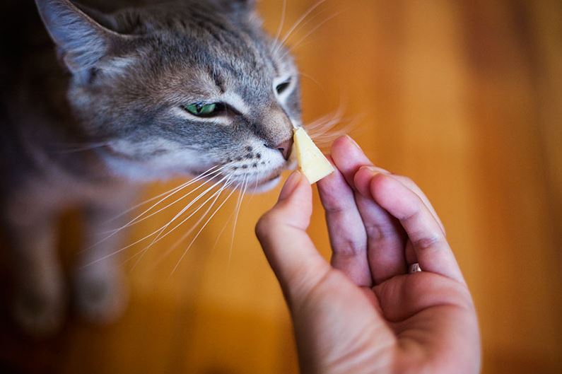 what human food can cat eat, what human foods can cat eat, human foods that cats can eat, human foods cats can eat, what kind of human foods can cat eat,