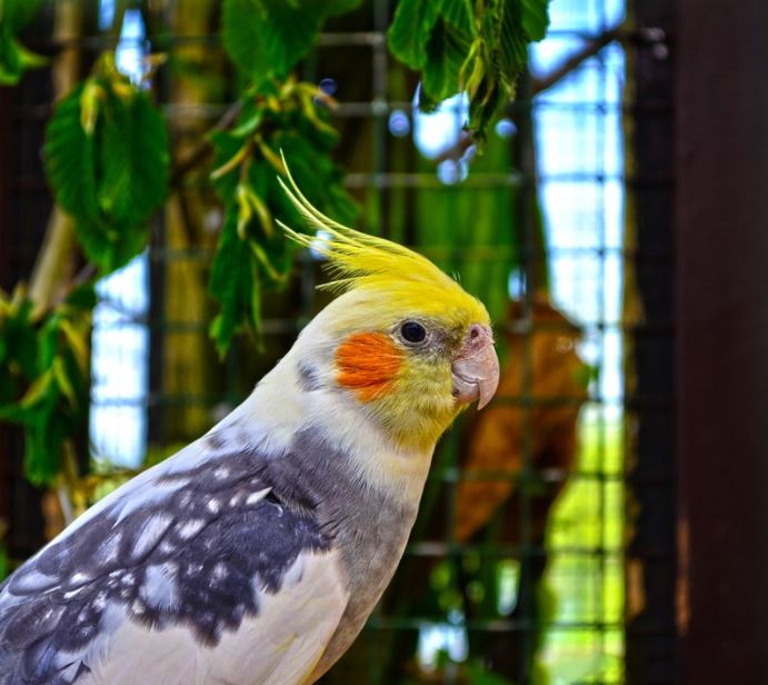 best pet birds in India, popular pet birds in India, famous pet birds in India, top 10 pet birds in India, beautiful pet birds in India, beautiful exotic pet birds in India