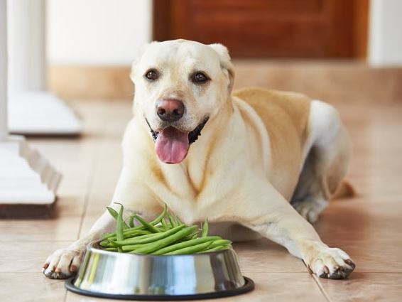 Doggy Beans homemade dog foods, homemade dog food recipes, recipes for homemade dog foods, homemade dog recipe treats, recipes for homemade dog foods vet-approved, homemade dog food recipes vet approved, top 5 homemade dog food recipes
