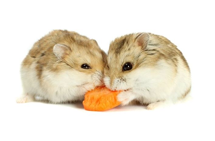 hamsters as pets info, hamsters as pets complete information, types of hamsters