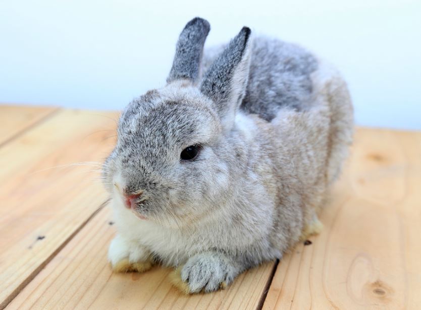 10 Best Pet Rabbit Breeds Available in India Pet Tips