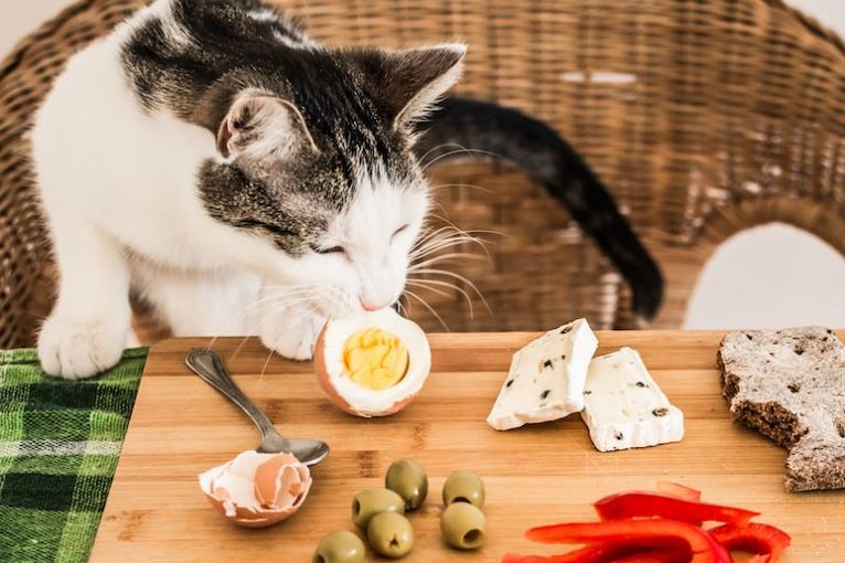 what human food can cat eat, what human foods can cat eat, human foods that cats can eat, human foods cats can eat, what kind of human foods can cat eat,