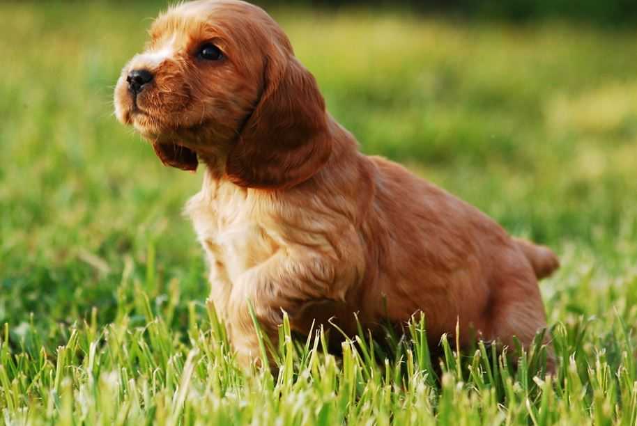 English Cocker Spaniel famous dog breeds in India with prices, dog breed in India for homes, best dog breeds in India for home security, best domestic dog breeds in India, best small dog breeds in India, popular dog breeds in India