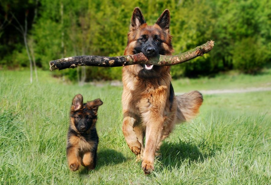 German Shepherd perfect dog breed in India, top 10 dog breeds in India with prices, most popular dog breeds in India, best dog breeds in India, famous dog breeds in India with prices, dog breed in India for homes