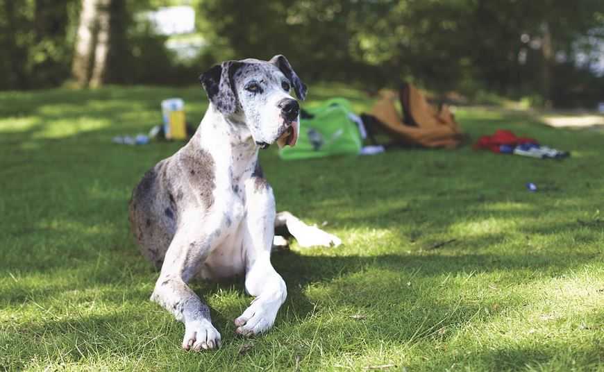 famous dog breeds in India with prices, dog breed in India for homes, best dog breeds in India for home security, best domestic dog breeds in India, best small dog breeds in India, popular dog breeds in India