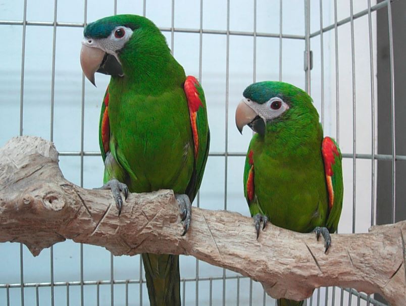 best pet birds in India, popular pet birds in India, famous pet birds in India, top 10 pet birds in India, beautiful pet birds in India, beautiful exotic pet birds in India