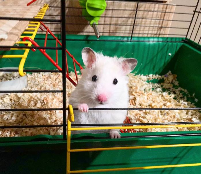 hamsters as pets info, hamsters as pets complete information, types of hamsters