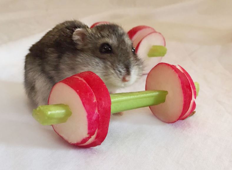 hamsters as pets info, hamsters as pets complete information, types of hamsters