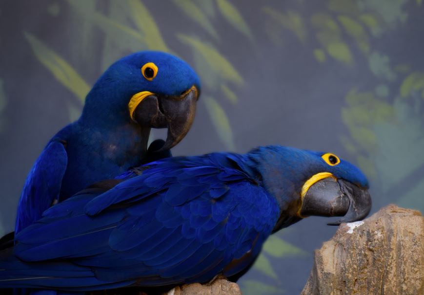 best pet birds in India, popular pet birds in India, famous pet birds in India, top 10 pet birds in India, beautiful pet birds in India, beautiful exotic pet birds in India