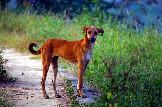Indian Pariah Dog perfect dog breed in India, top 10 dog breeds in India with prices, most popular dog breeds in India, best dog breeds in India, famous dog breeds in India with prices, dog breed in India for homes