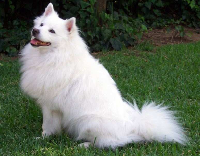 Indian Spitz best dog breeds in India for home security, best domestic dog breeds in India, best small dog breeds in India, popular dog breeds in India, famous dog breeds in India, top 10 dog breeds in India, most famous dog breeds in India