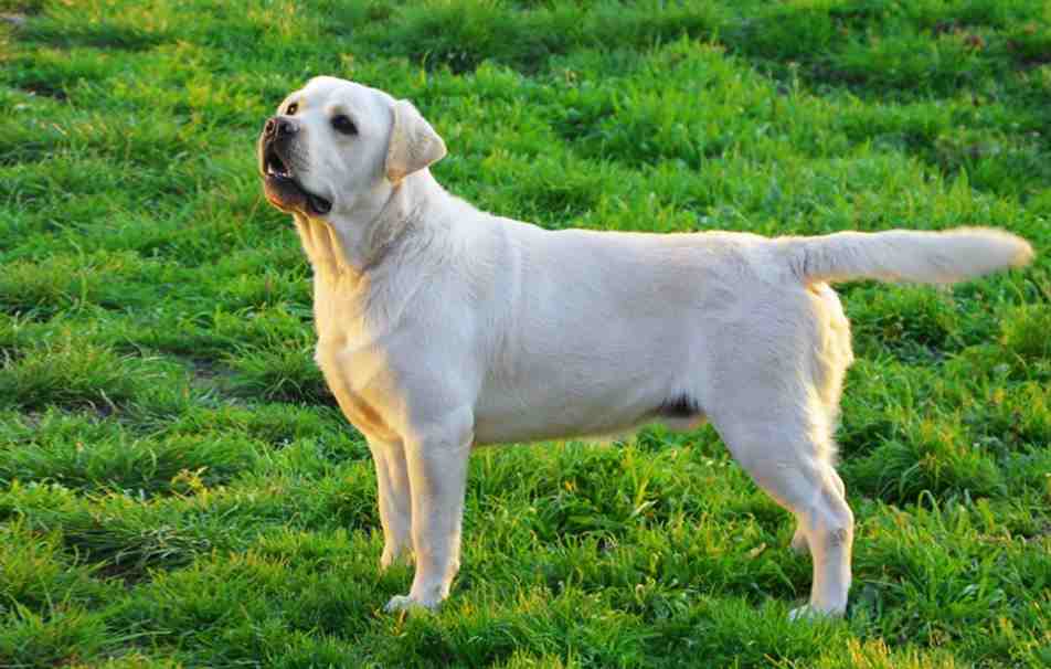 Labrador perfect dog breed in India, top 10 dog breeds in India with prices, most popular dog breeds in India