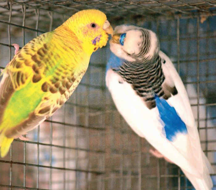 best pet birds in India, popular pet birds in India, famous pet birds in India, top 10 pet birds in India, beautiful pet birds in India, beautiful exotic pet birds in India