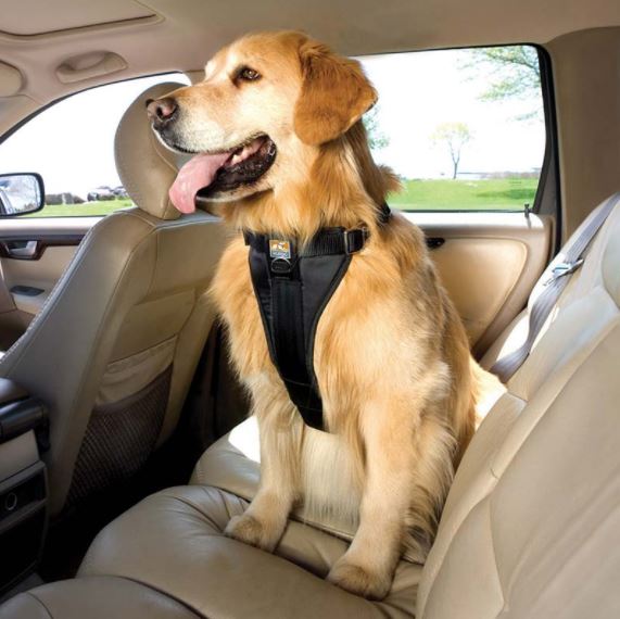 tips for traveling with pets, tips for traveling with pets in a car