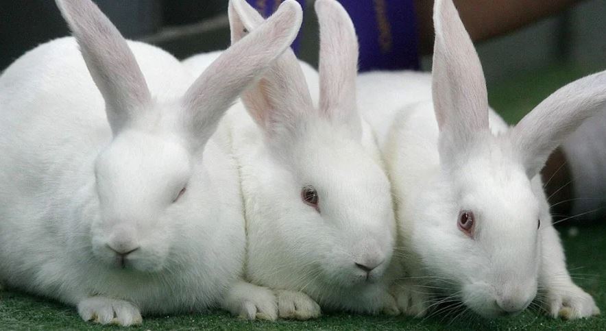 breeds of pet rabbit in India, popular pet rabbit breeds in India, pet rabbit species in India, best pet rabbit breeds in India, famous pet rabbit breeds in India