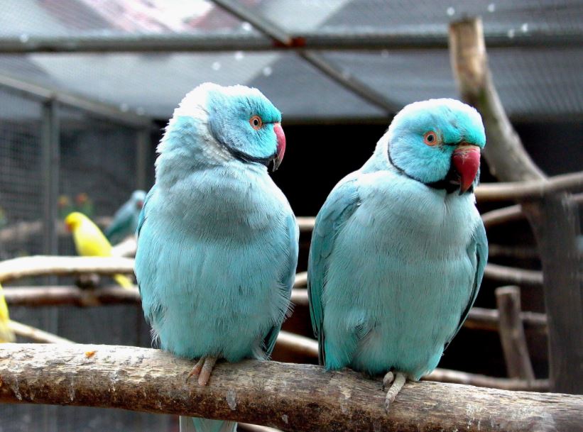 best pet birds in India, popular pet birds in India, famous pet birds in India, top 10 pet birds in India, beautiful pet birds in India, beautiful exotic pet birds in India