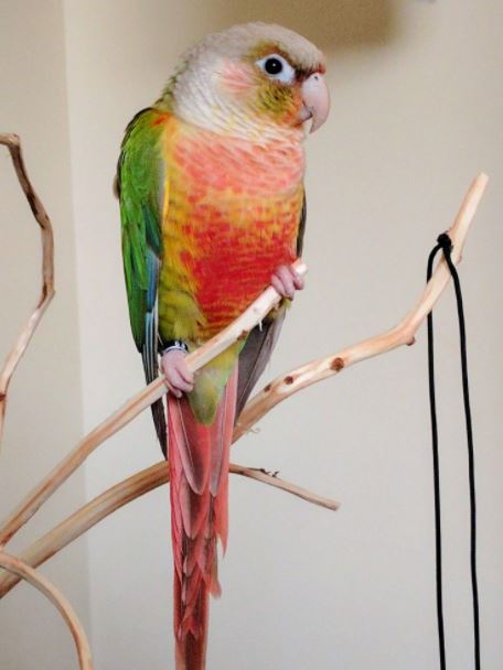 best pet birds in India, popular pet birds in India, famous pet birds in India, top 10 pet birds in India, beautiful pet birds in India, beautiful exotic pet birds in India