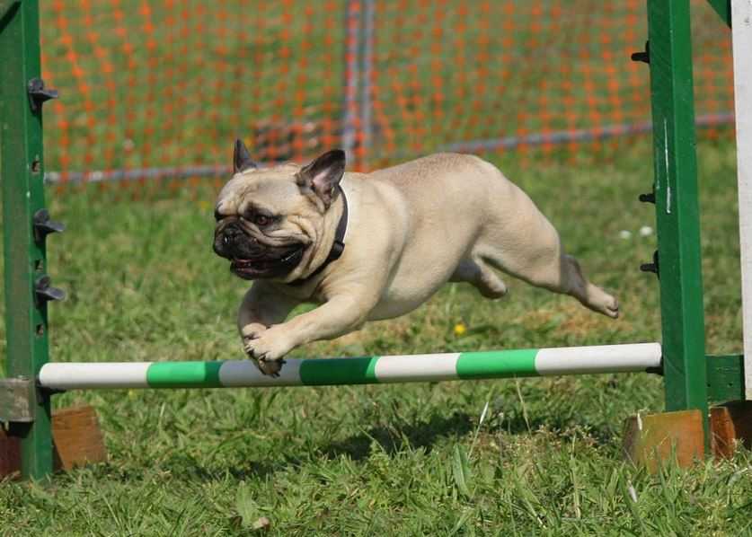 Pugs best dog breeds in India for home security, best domestic dog breeds in India, best small dog breeds in India, popular dog breeds in India, famous dog breeds in India, top 10 dog breeds in India, most famous dog breeds in India