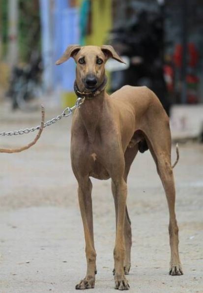 Rajapalayam perfect dog breed in India, top 10 dog breeds in India with prices, most popular dog breeds in India, best dog breeds in India, famous dog breeds in India with prices, dog breed in India for homes
