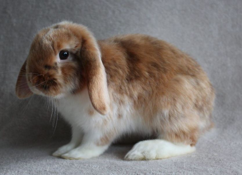 10 Best Pet Rabbit Breeds Available in India Pet Tips