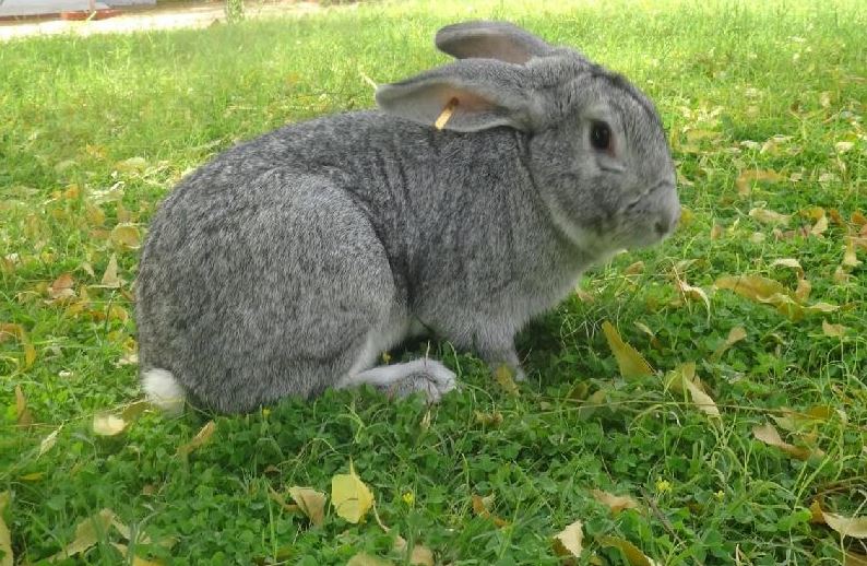 breeds of pet rabbit in India, popular pet rabbit breeds in India, pet rabbit species in India, best pet rabbit breeds in India, famous pet rabbit breeds in India