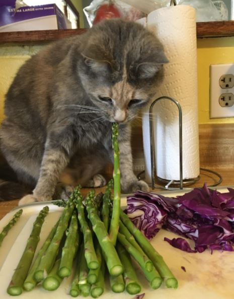 what human food can cat eat, what human foods can cat eat, human foods that cats can eat, human foods cats can eat, what kind of human foods can cat eat,