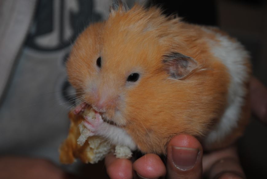 hamsters as pets info, hamsters as pets complete information, types of hamsters