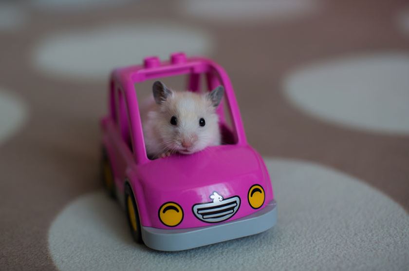 hamsters as pets info, hamsters as pets complete information, types of hamsters