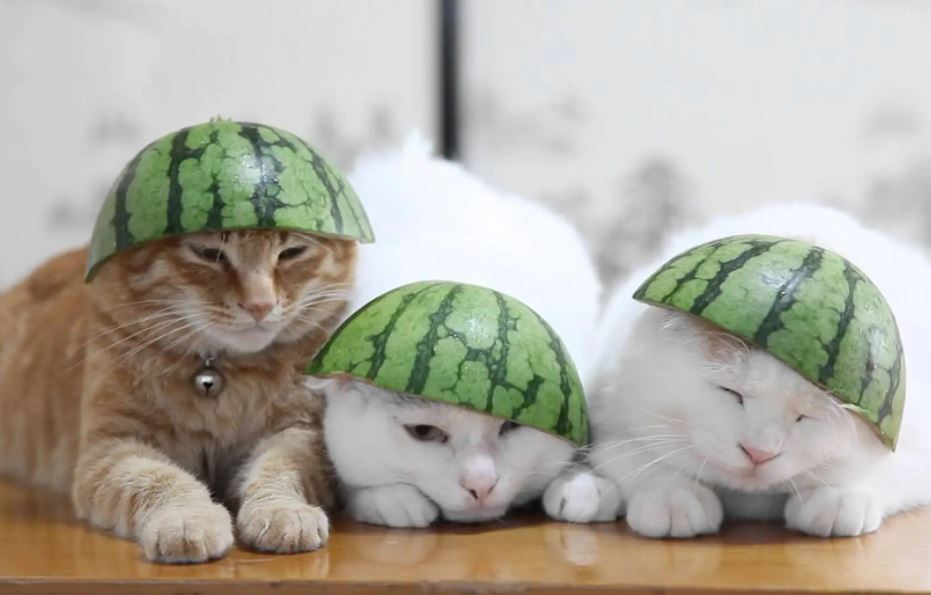 what human food can cat eat, what human foods can cat eat, human foods that cats can eat, human foods cats can eat, what kind of human foods can cat eat,