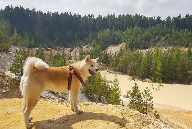 Akita loyal dog breed, most adopted as a loyal dog breed, famous loyal dog breeds, most loyal dogs breeds around, most loyal dog breeds, type of loyal dog breed