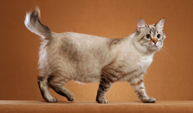 American Bobtail best cat breeds for Indian climate, best domestic cat breeds in India, best cat breeds in India and price, best cat breed for India, best cat breed for home in India