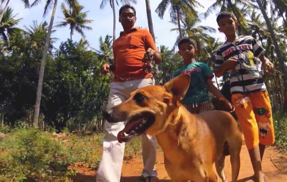 Are Kombai Dogs Dangerous for Children? why you should consider Kombai dog as a pet, kombai dog breed price, kombai dog breeders in Tamilnadu