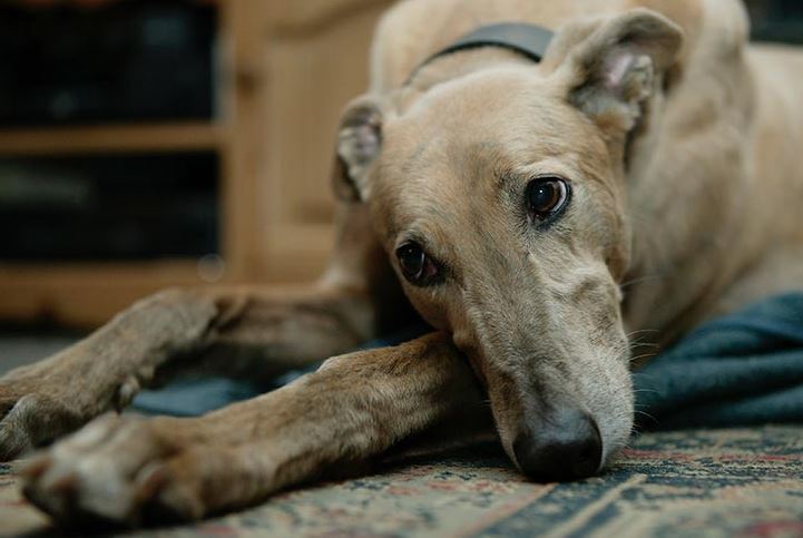 Arthritis most common health problems with dogs, common health problems in small dogs, most common health problems in dogs, common diseases and health problems in dogs, common health problems of dog