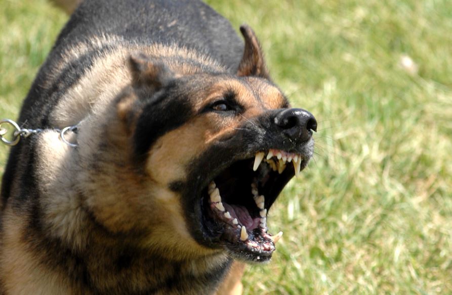 Barking common dog behaviors, common dog behavior problems, common behaviors of a female dog in heat, hidden meanings behind common dog behaviors, common dog behavior issues