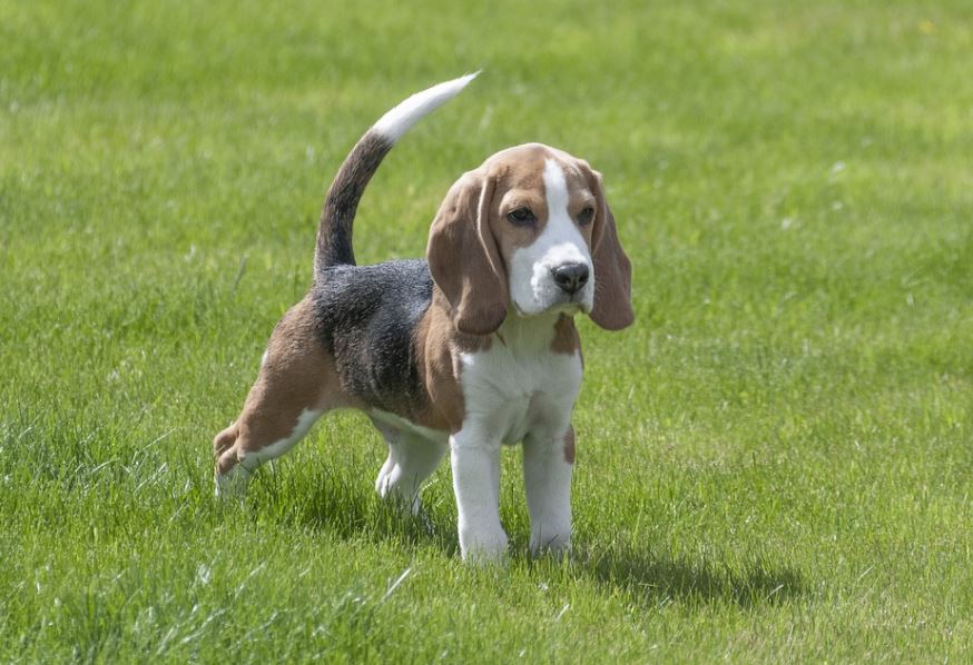 Beagle friendliest dog breeds, cutest friendliest dog breeds, best friendliest dog breeds, top 10 friendliest dog breeds, the friendliest dog breeds, friendliest dog breed