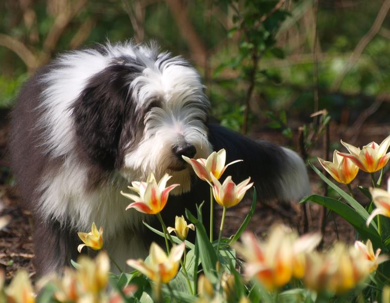 Bearded Collie friendliest dog breeds, cutest friendliest dog breeds, best friendliest dog breeds, top 10 friendliest dog breeds, the friendliest dog breeds, friendliest dog breeds