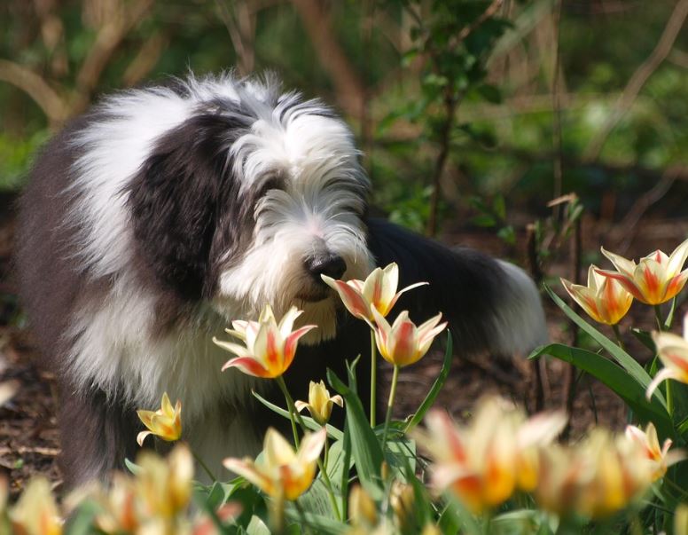 friendliest dog breeds, cutest friendliest dog breeds, best friendliest dog breeds, top 10 friendliest dog breeds, the friendliest dog breeds, friendliest dog breeds