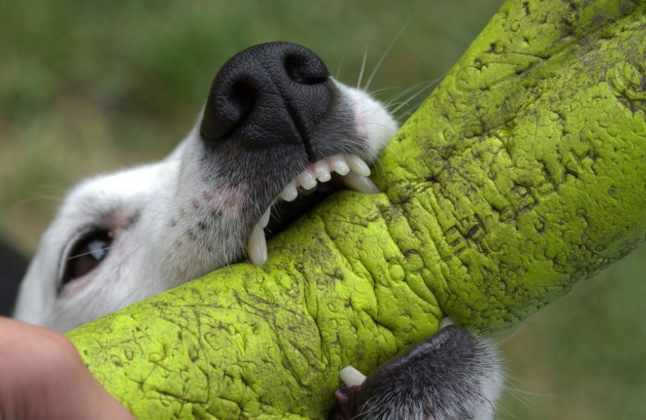 Biting common dog behaviors, common dog behavior problems, common behaviors of a female dog in heat, hidden meanings behind common dog behaviors, common dog behavior issues