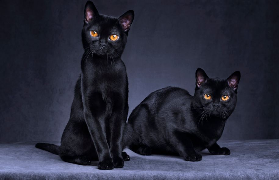 Bombay Cat best cat breeds in India, best cat breed in India, best breed of cat in India, which cat breed is best in India, best cat breeds for Indian climate, best domestic cat breeds in India