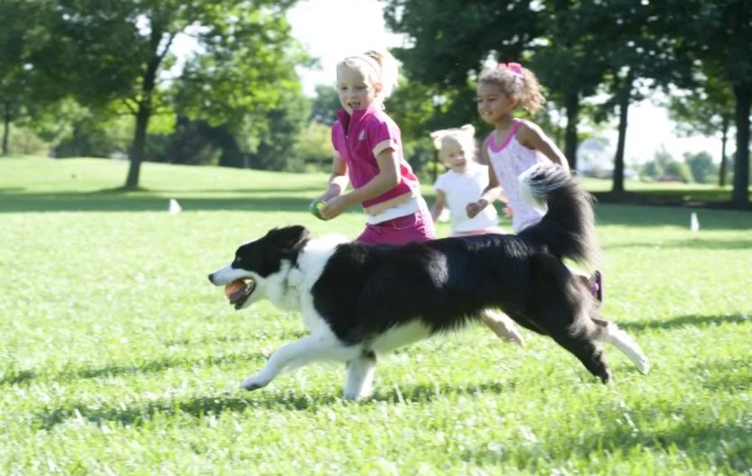 Border Collie top 10 most kid-friendly dog breeds, top 10 most child-friendly dog breeds, famous child-friendly dog breeds