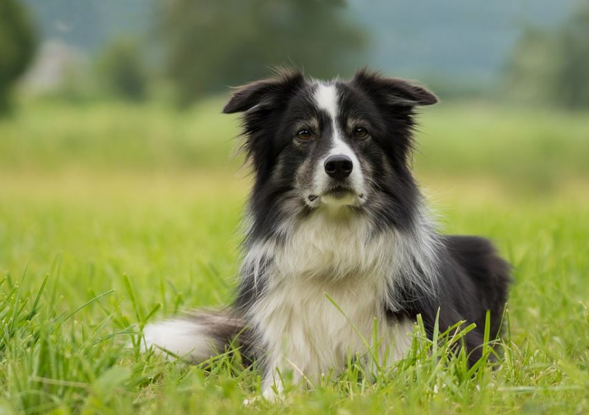 Border Collie friendliest big dog breeds, friendliest dog breeds list, 10 friendliest dog breeds, smartest and friendliest dog breeds, top friendliest dog breeds, most friendliest dog breeds
