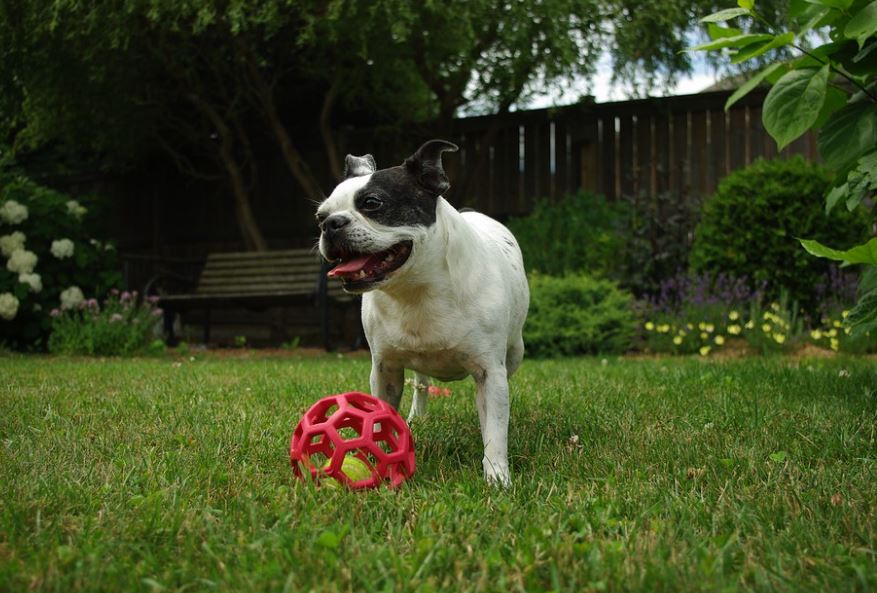 Boston Terrier friendliest big dog breeds, friendliest dog breeds list, 10 friendliest dog breeds, smartest and friendliest dog breeds, top friendliest dog breeds, most friendliest dog breed