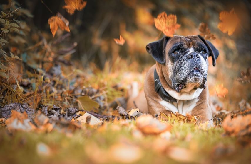 Boxer friendliest big dog breeds, friendliest dog breeds list, 10 friendliest dog breeds, smartest and friendliest dog breeds, top friendliest dog breeds, most friendliest dog breeds