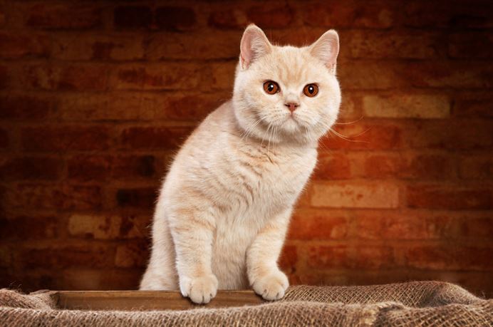 British Shorthair best cat breeds in India, best cat breed in India, best breed of cat in India, which cat breed is best in India, best cat breeds for Indian climate, best domestic cat breeds in India,