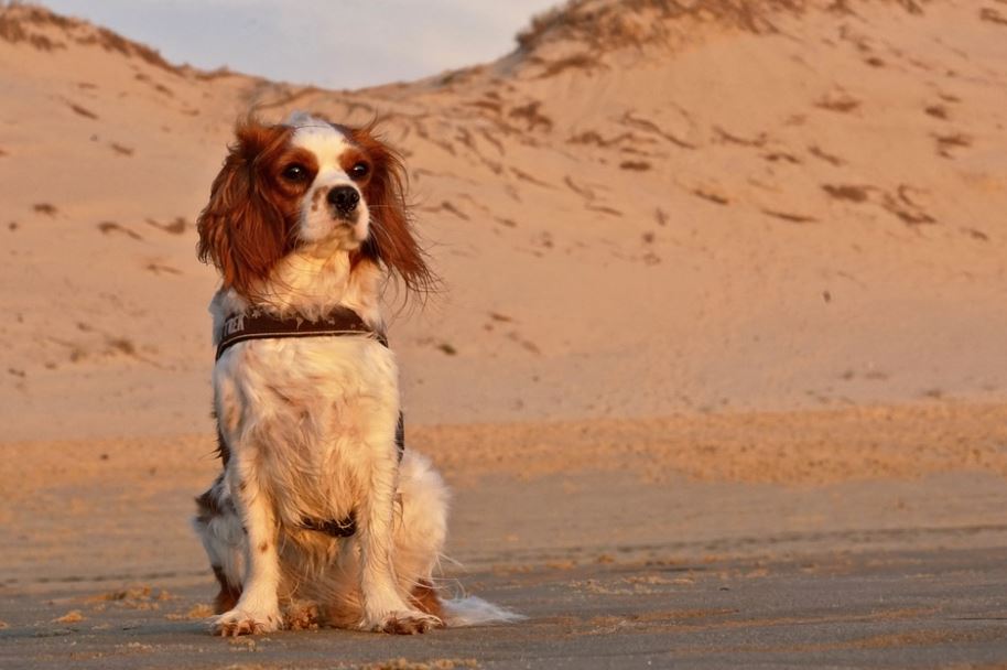 Cavalier King Charles Spaniel loyal dog breed, most adopted as a loyal dog breed, famous loyal dog breeds, most loyal dogs breeds around, most loyal dog breeds, type of loyal dog breed